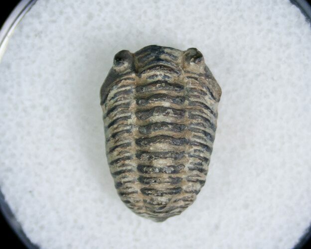 Bargain Phacopid Trilobite From Morocco #7001
